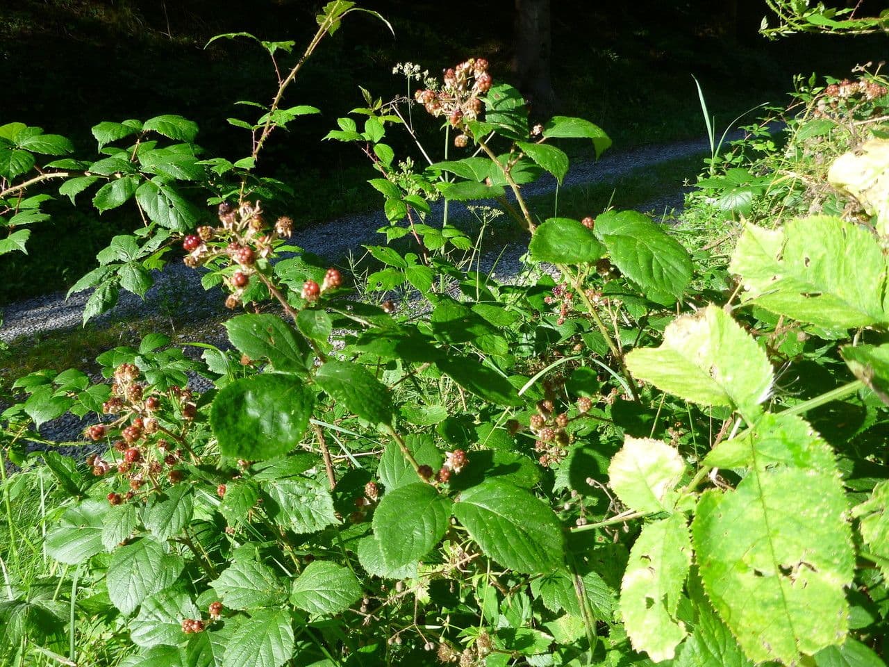 Rovo 3