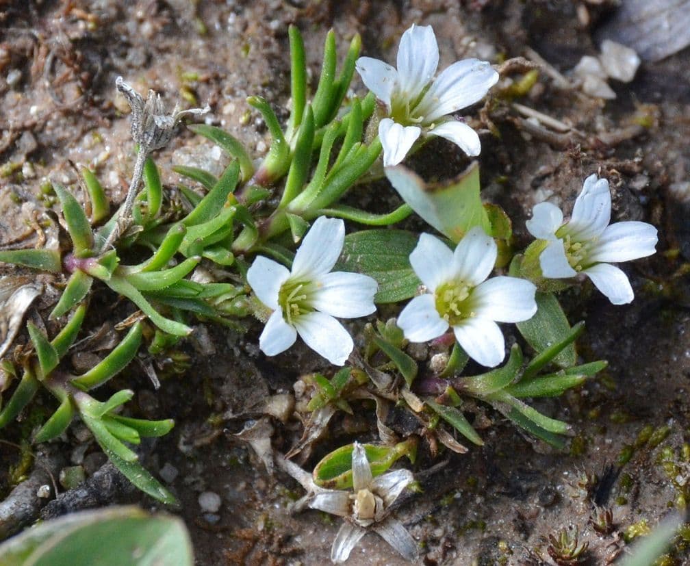 Cherleria obtusiloba 6