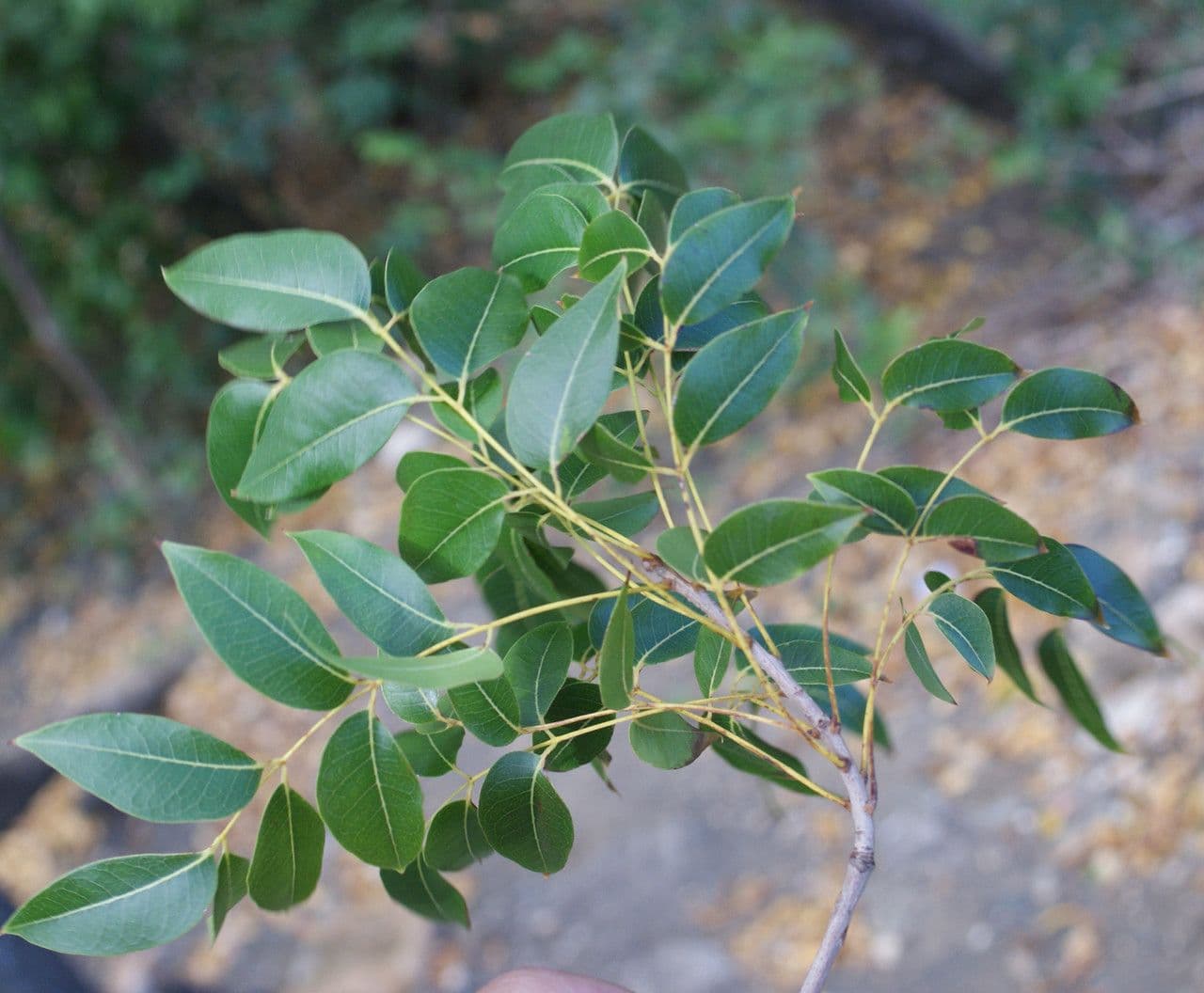 Lonchocarpus 16