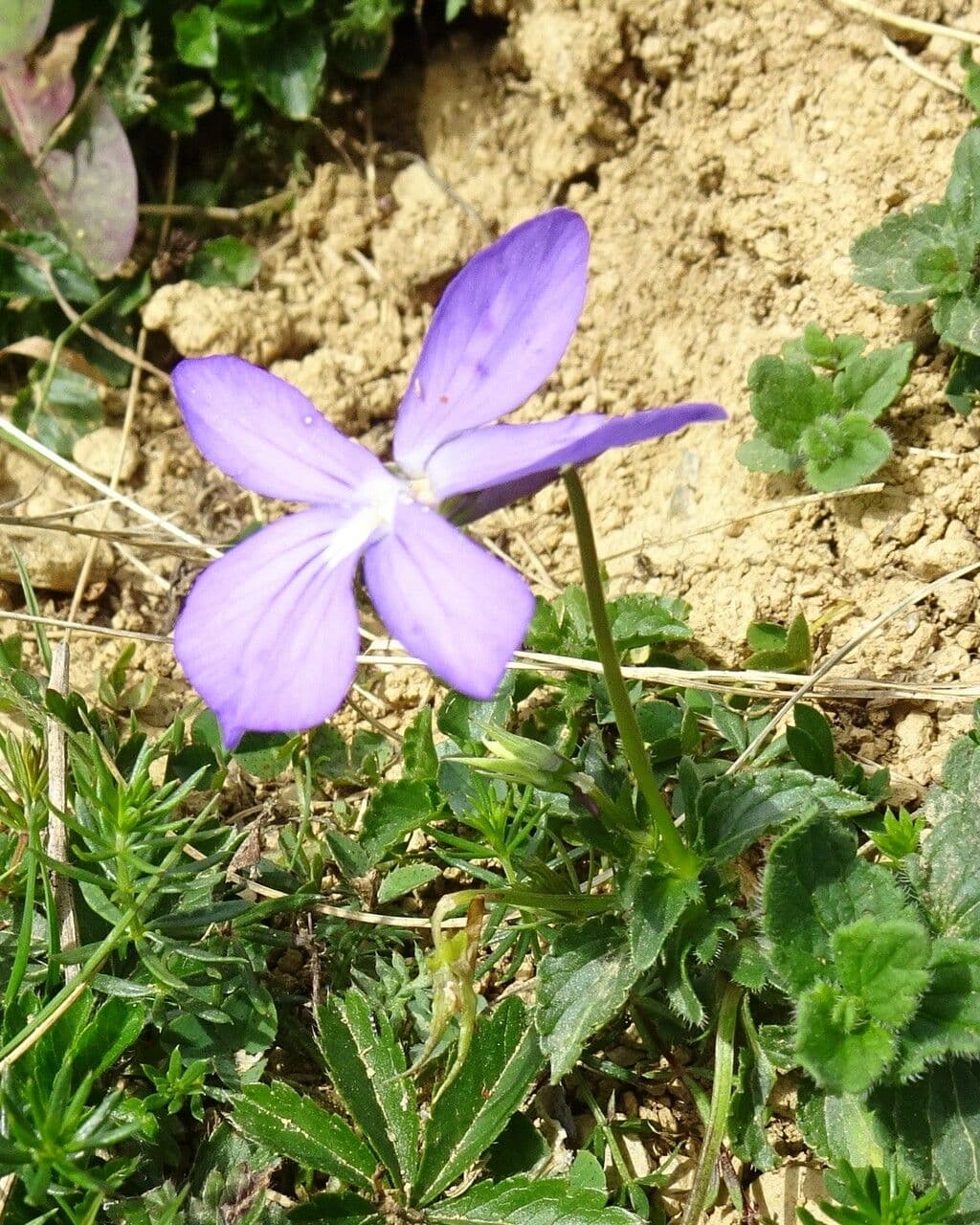 Bedding pansy 15