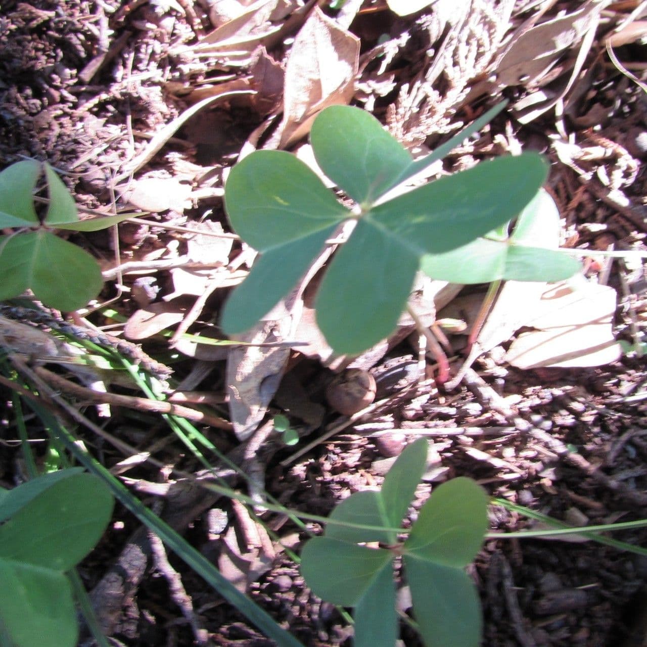 Kyselica 12
