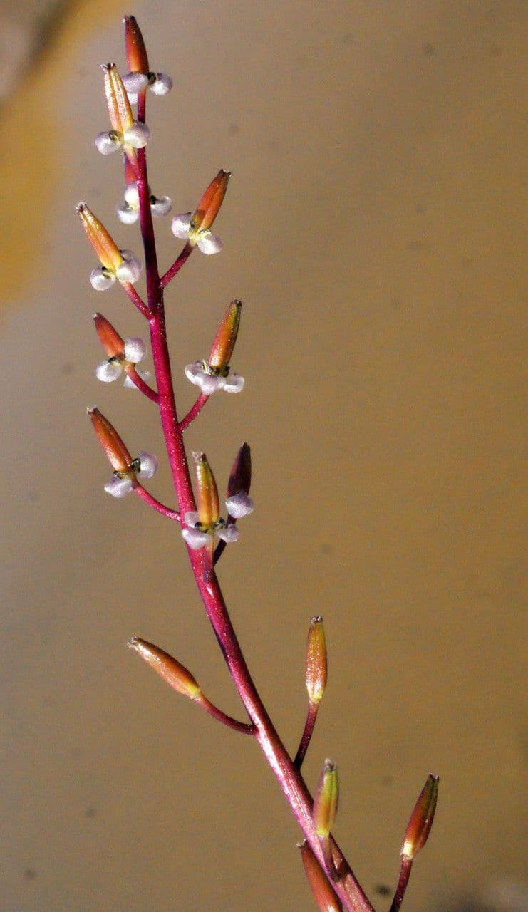Triglochina bulbosa 8