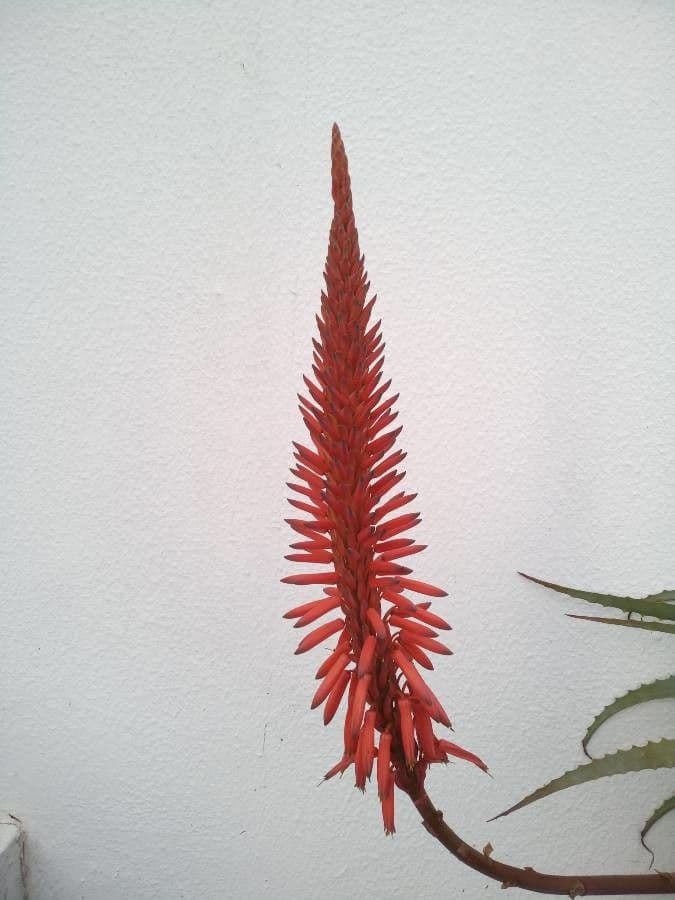 Baum-Aloe 28