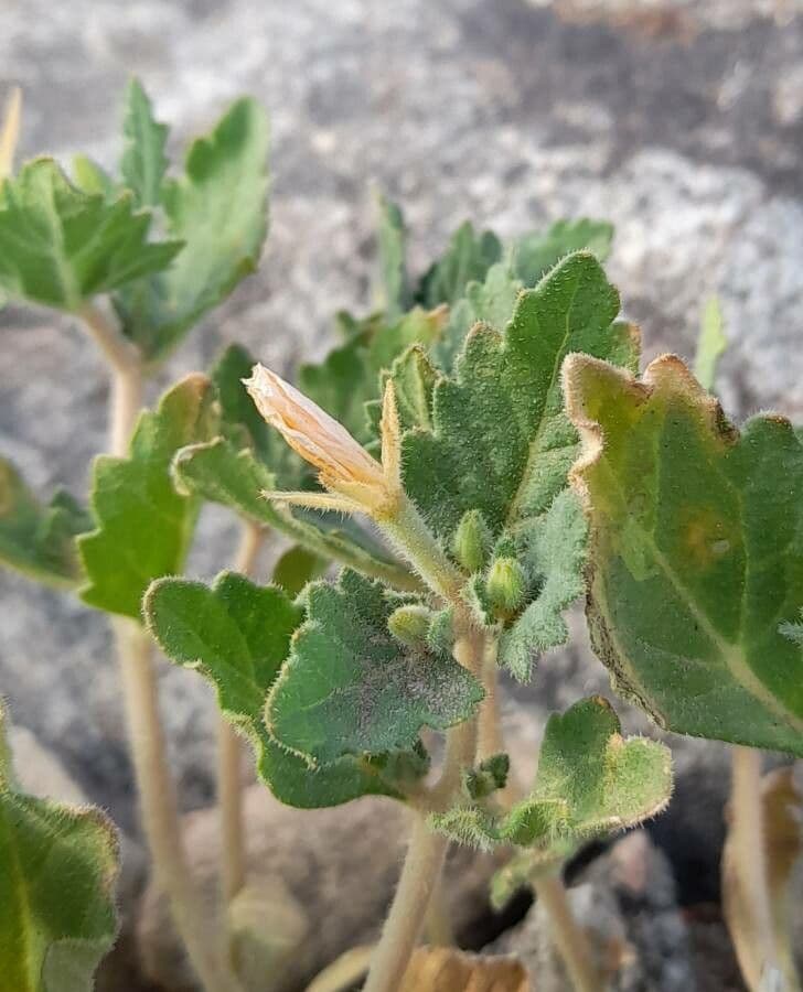 Mentzelia 3