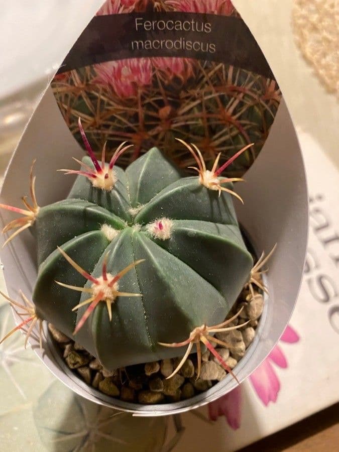 Cactus 6