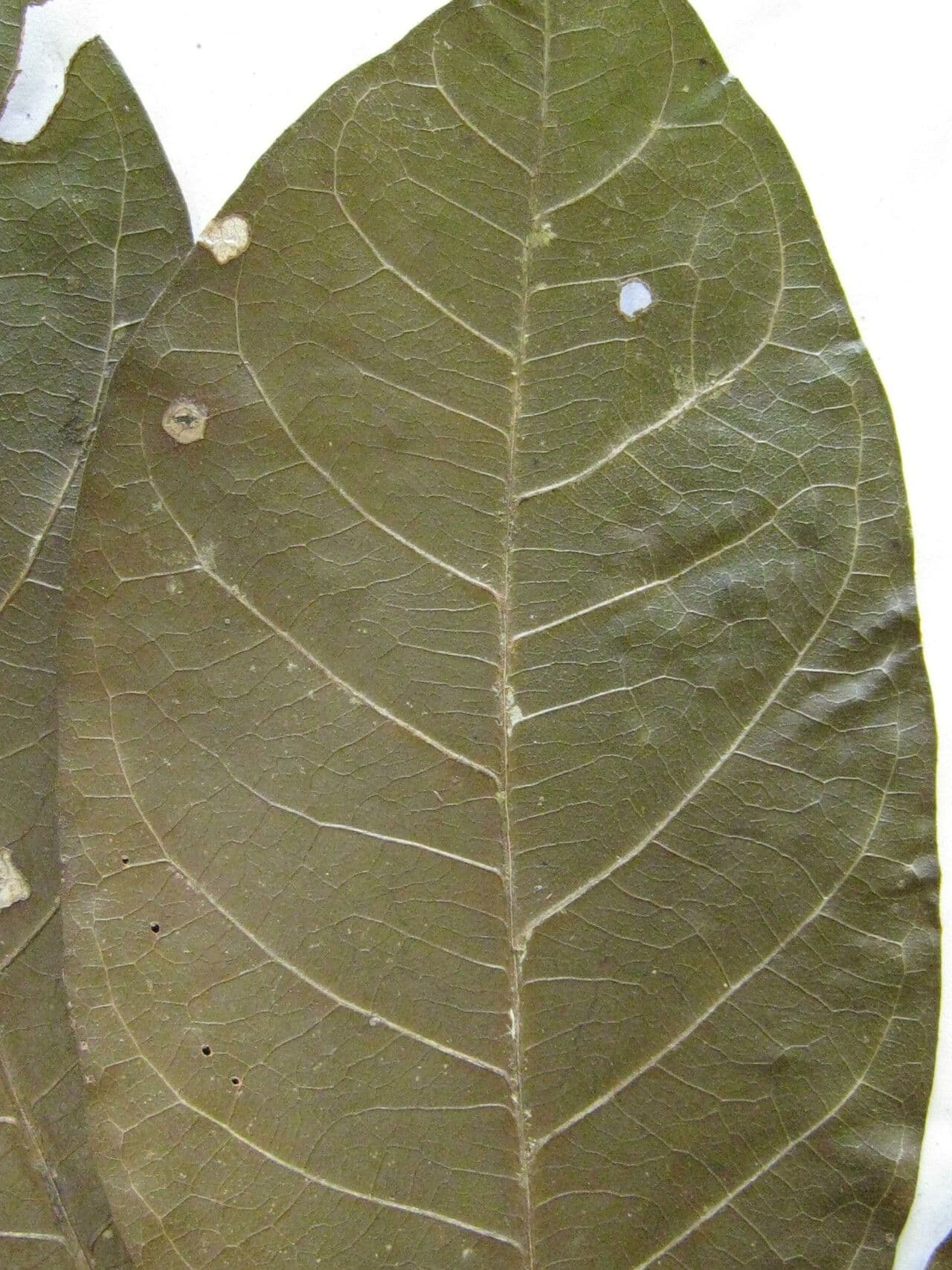 Eriotheca 13