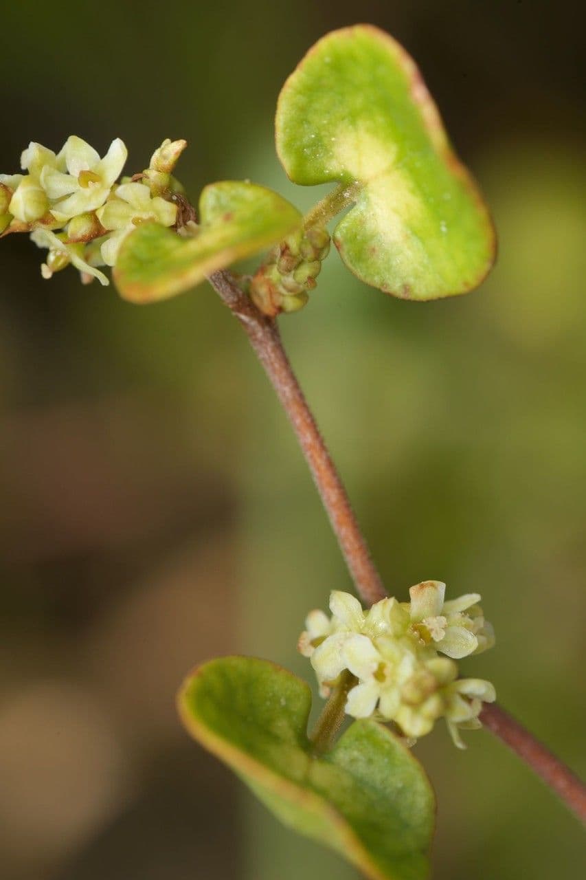 Muehlenbeckia complexa 5
