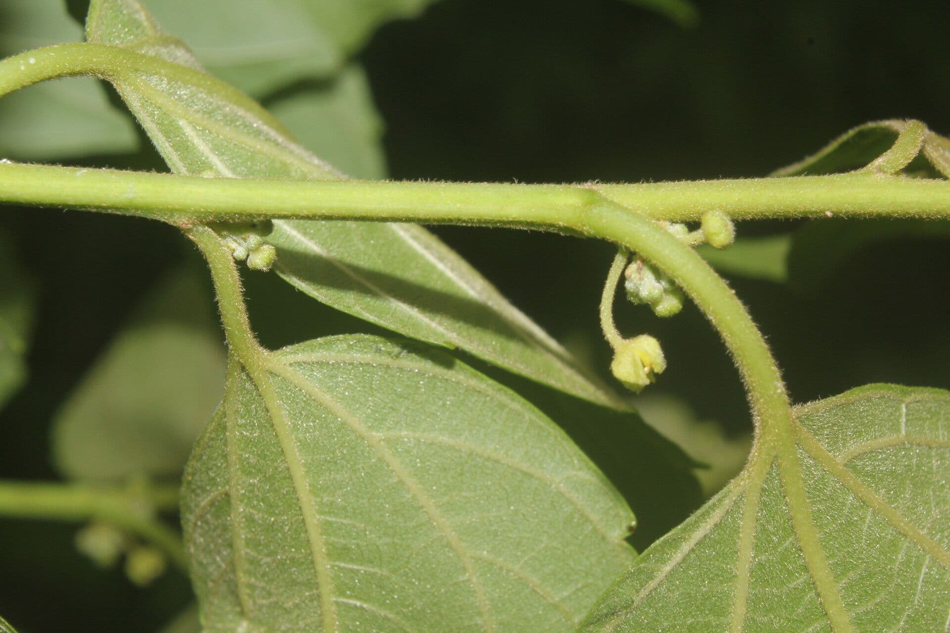 Colubrina 2