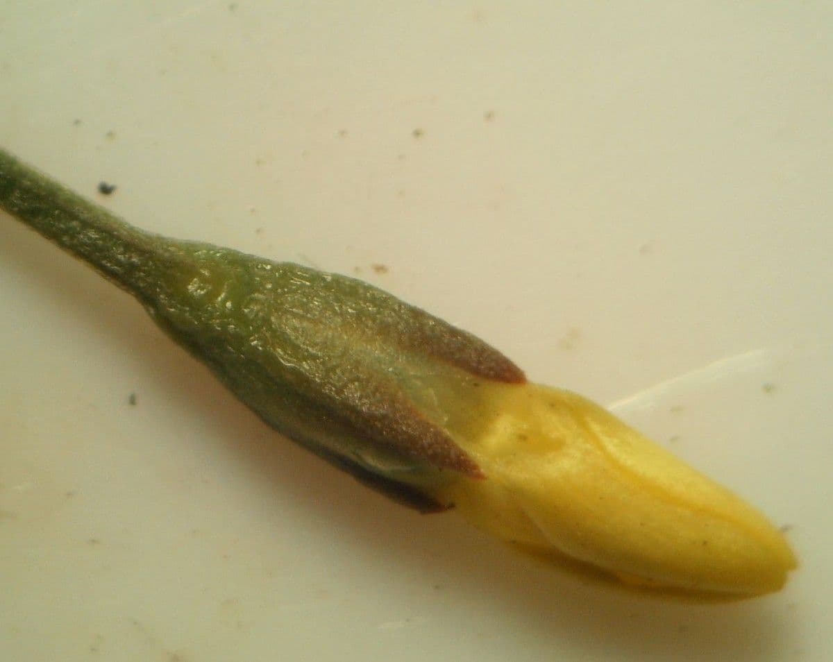 Cicendia filiformis 5