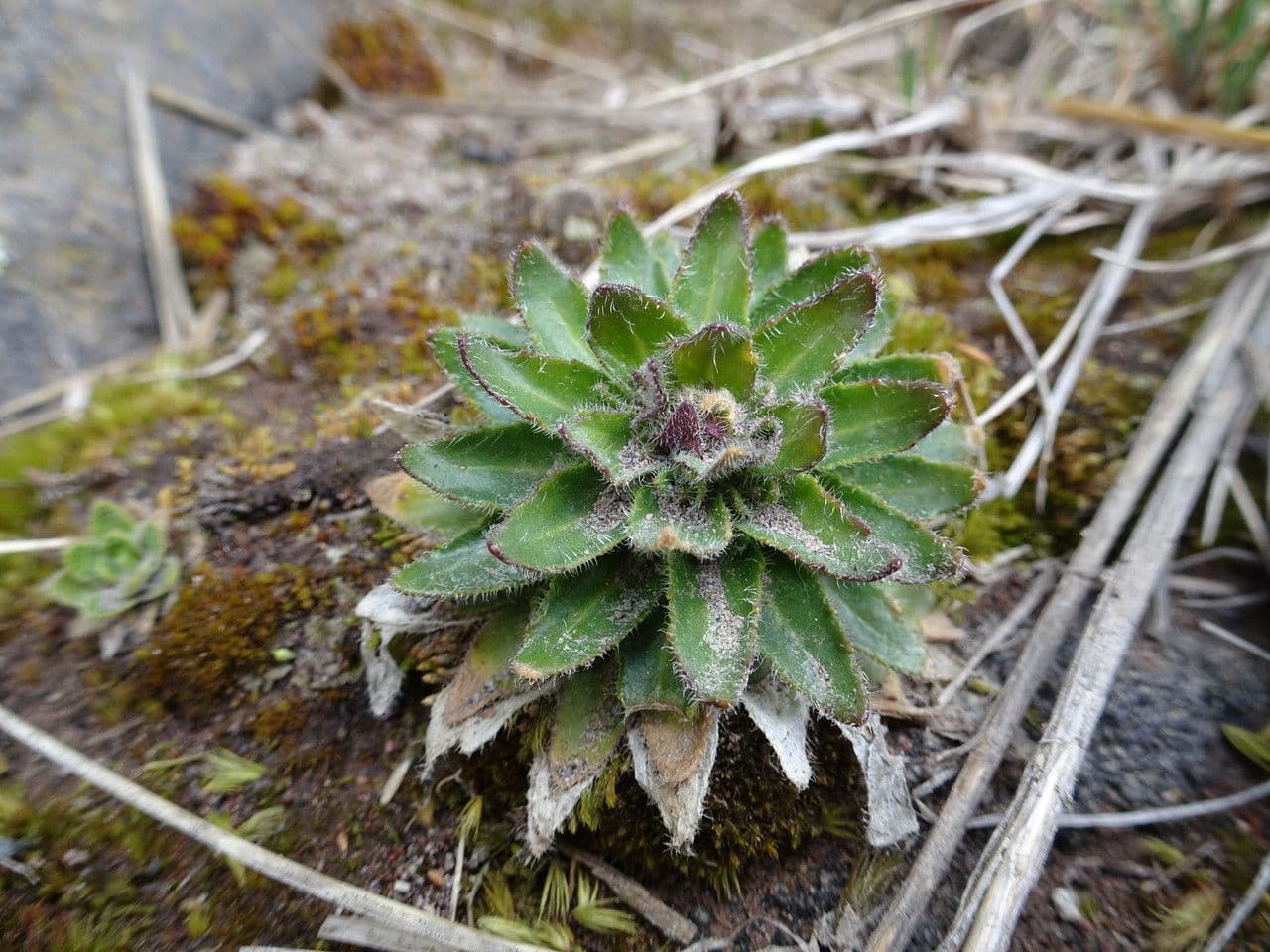 Draba jorullská 2