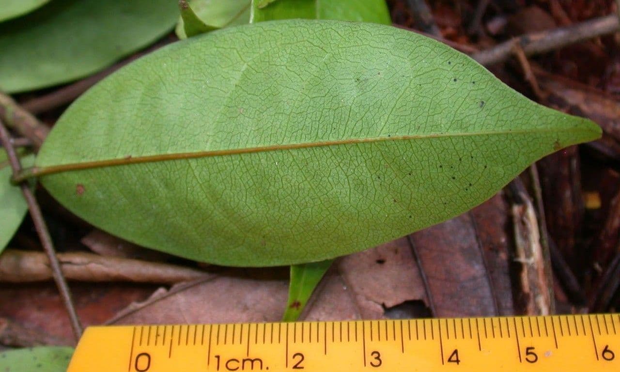 Rourea 5