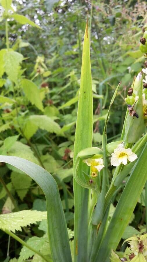 Sisyrinchium striato 18