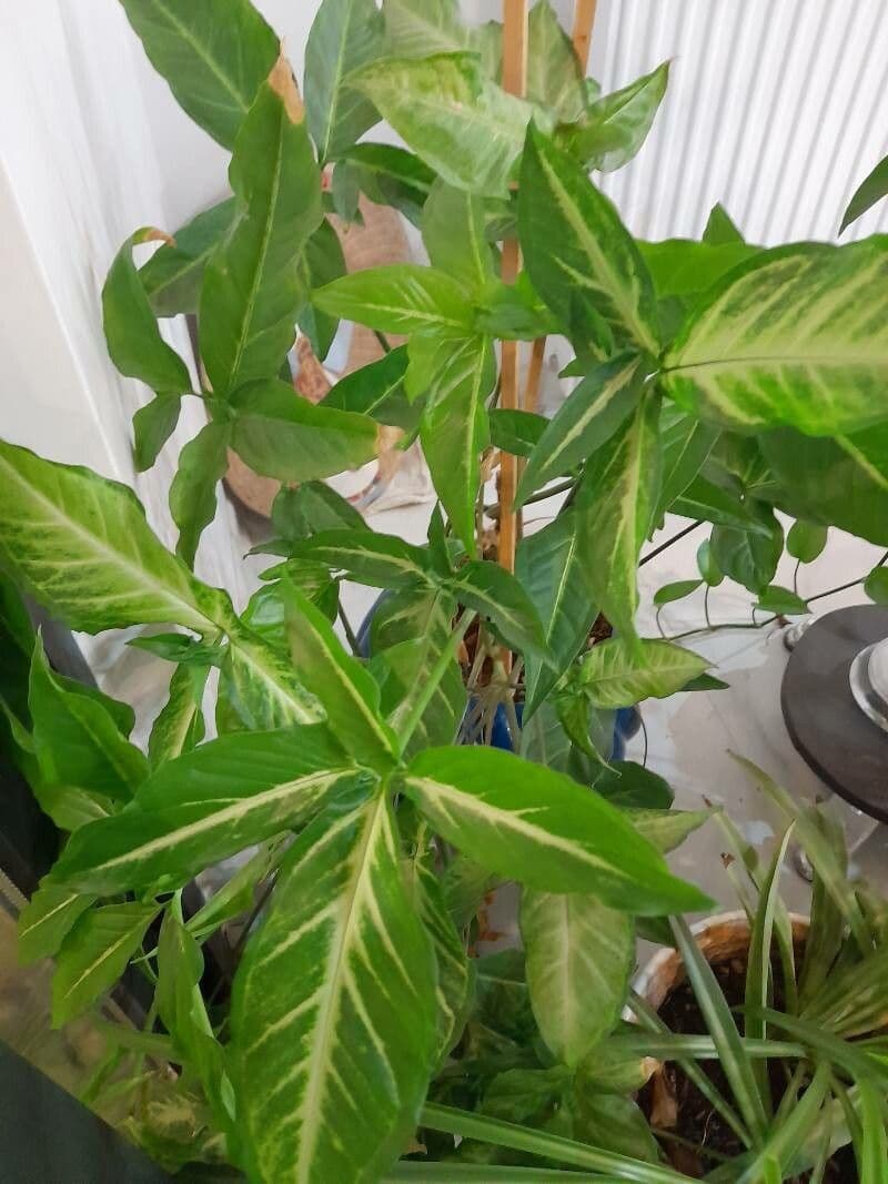 Syngonium 21