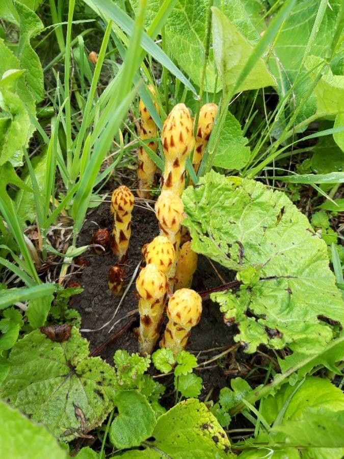Orobanca variegata 2