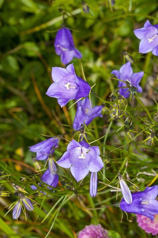 Campanula 2