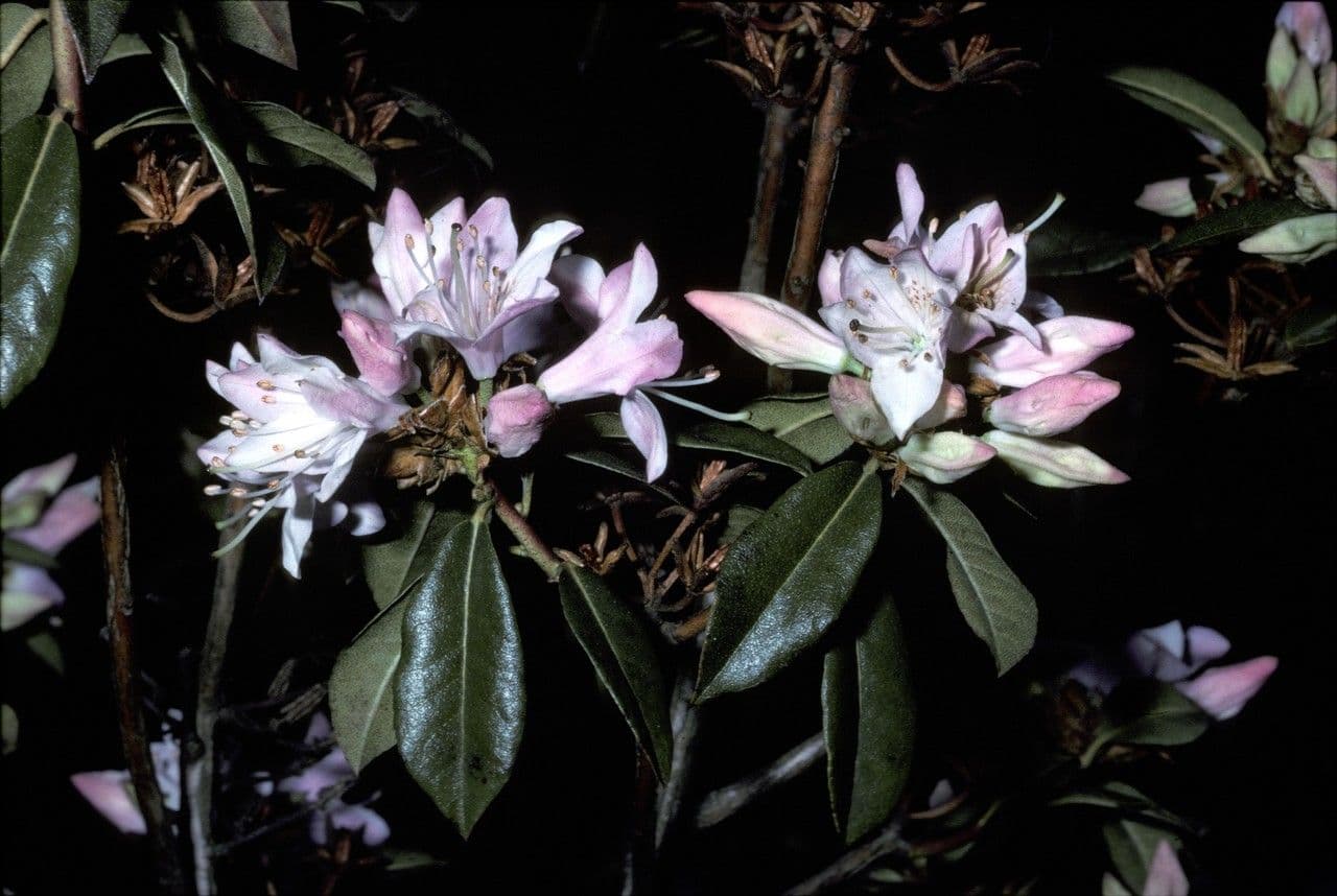 Rododendro