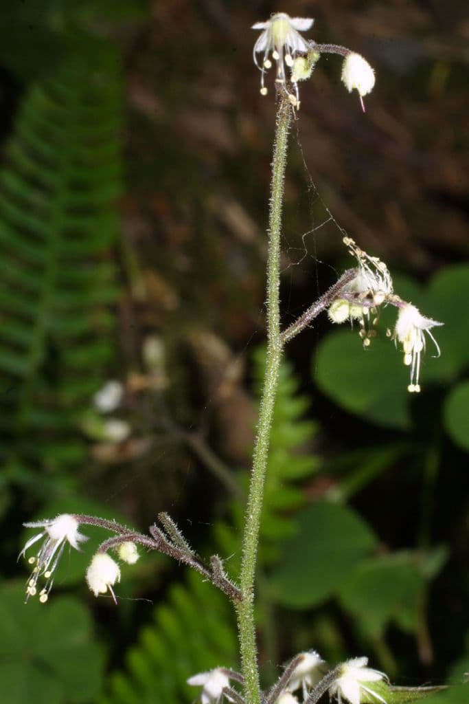 Tiarella trifoliata 17