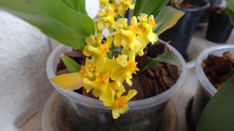 Oncidium 7