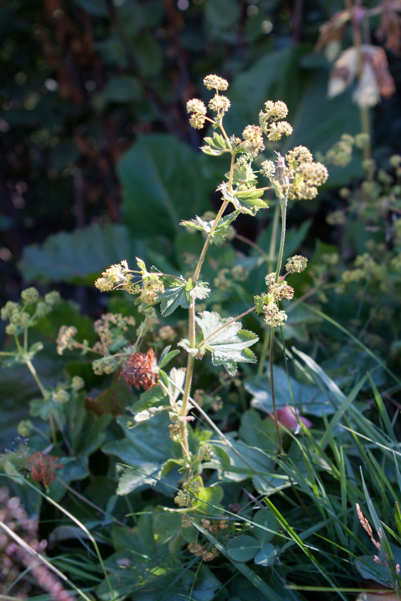 Alchemilla flabellata 13