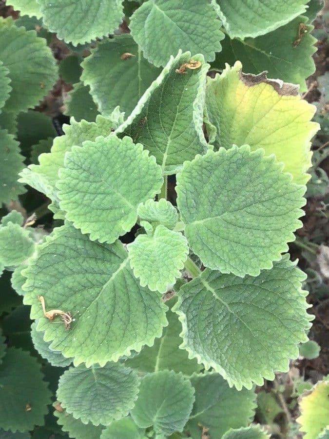 Plectranthus