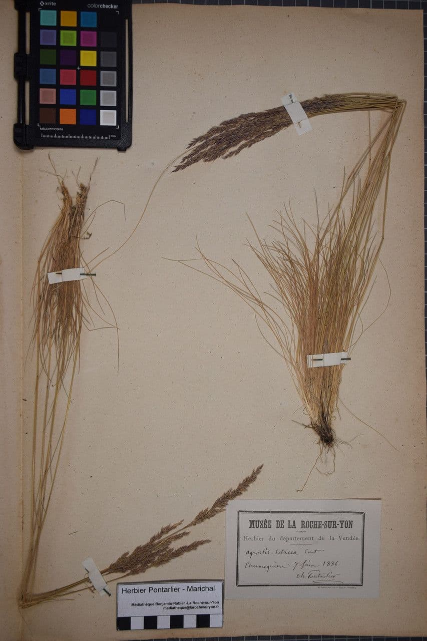 Agrostis curtisii 20