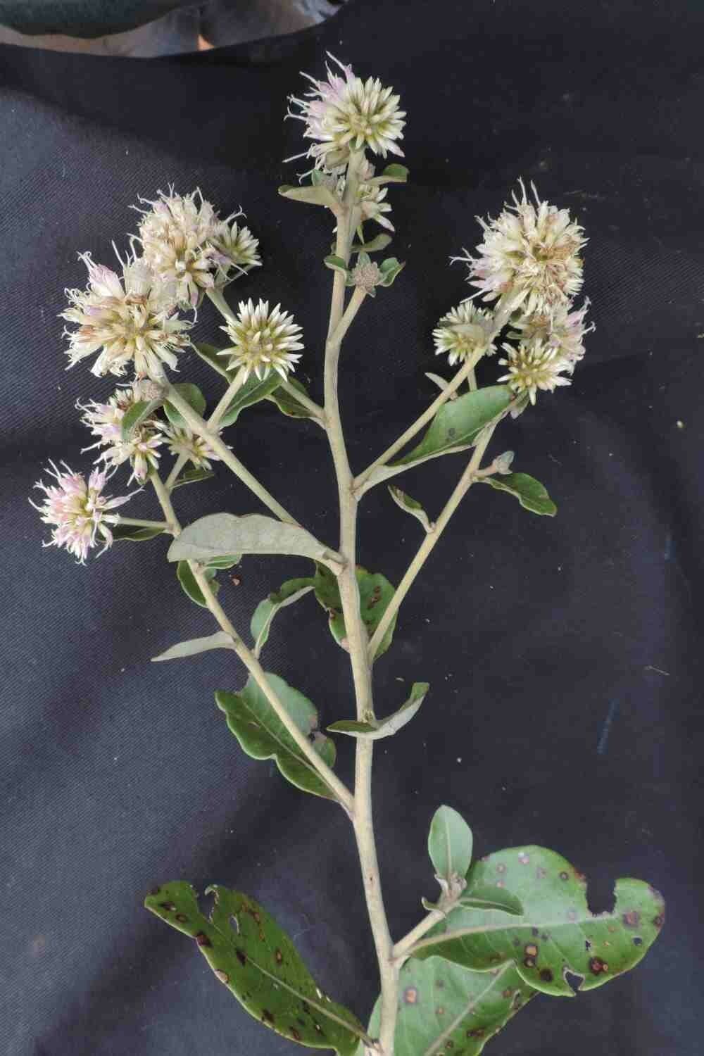 Eremanthus 3