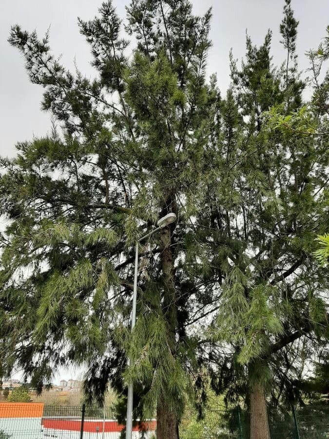 Casuarina di Cunningham 12
