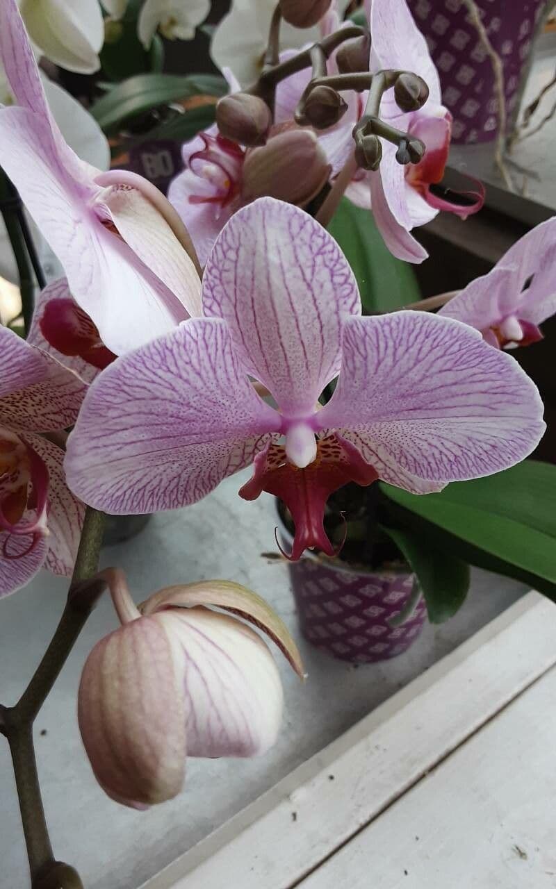 Vanda
