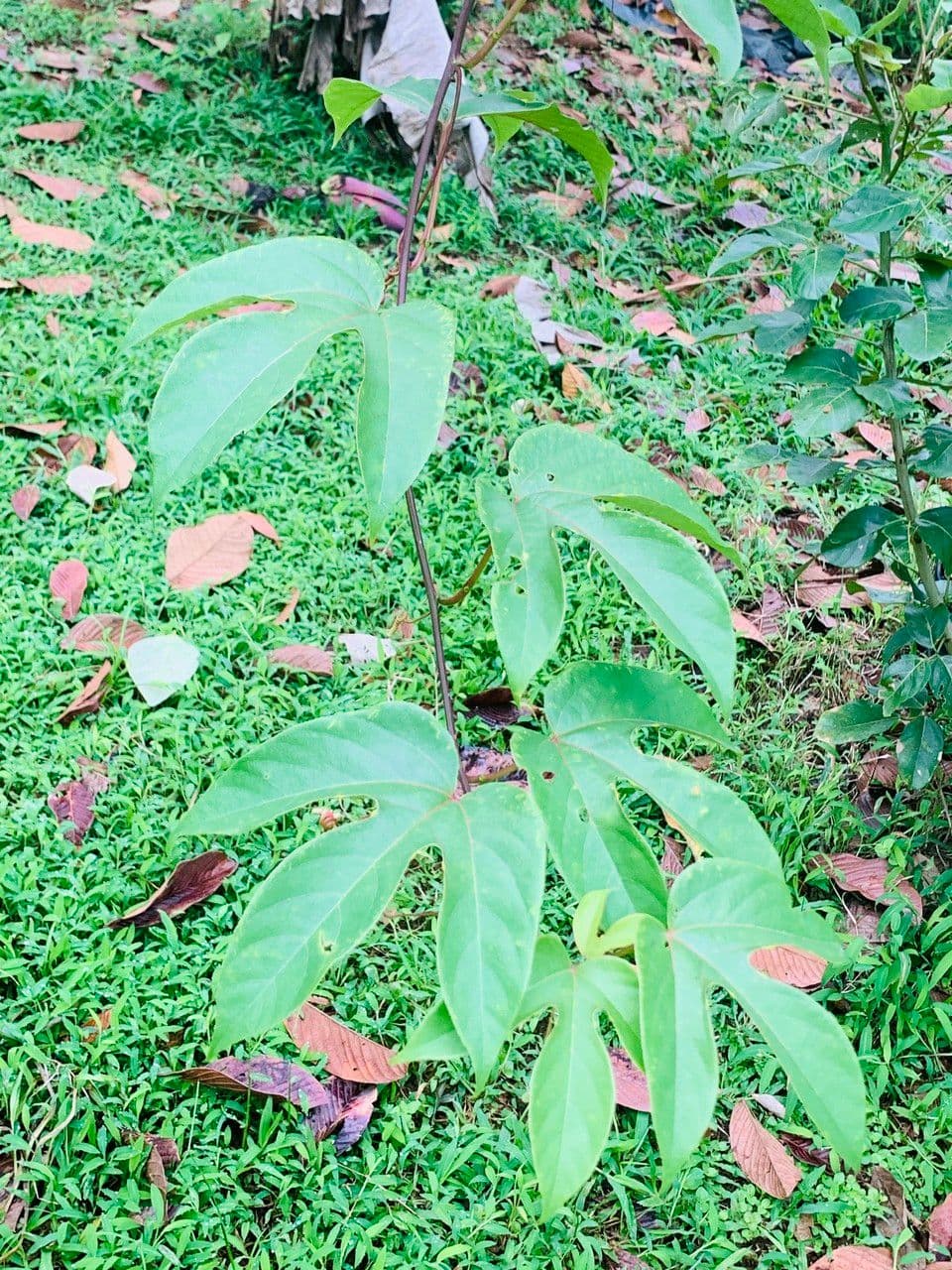 Passiflora 12