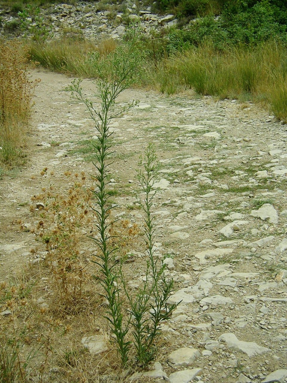 Weißliches Berufkraut 13