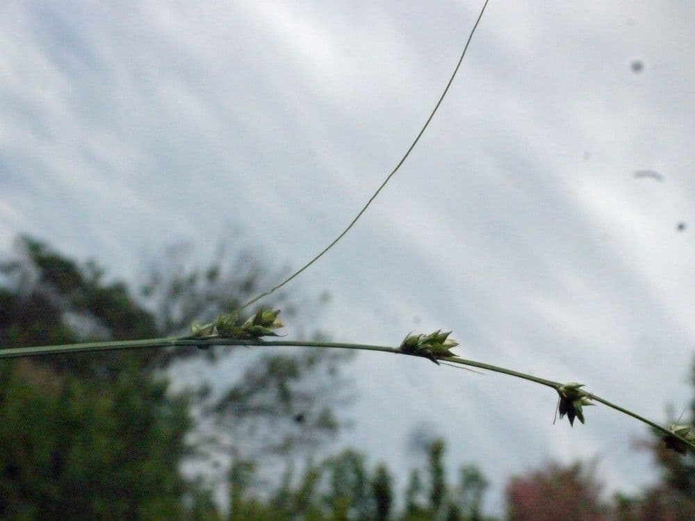 Carex distachya 23