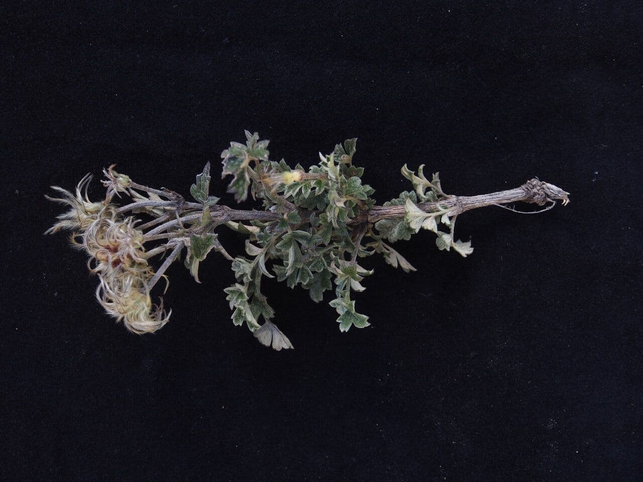 Clematis 5