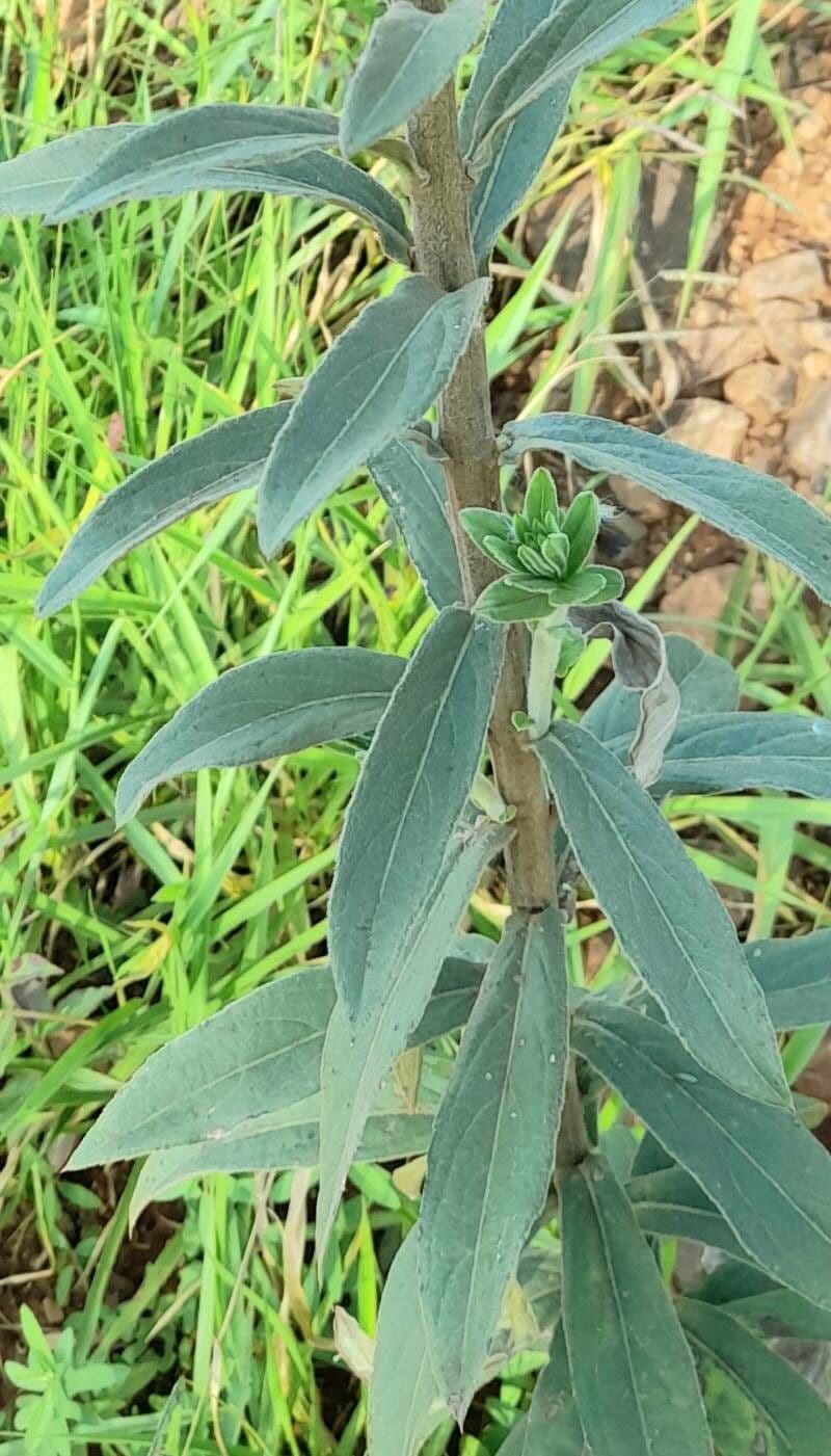Chrysolaena 14