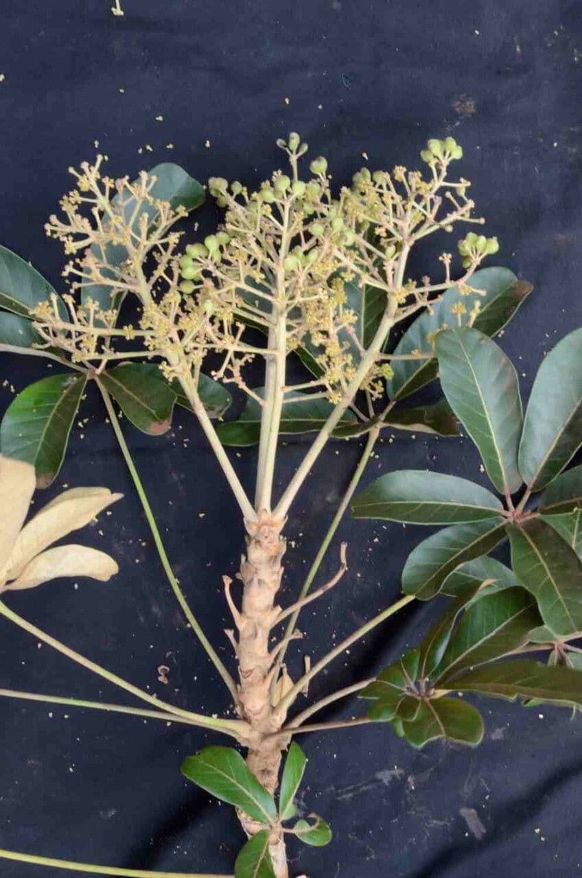 Didymopanax macrocarpus 11