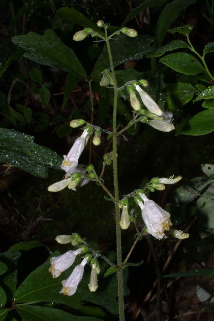 Penstemon 7