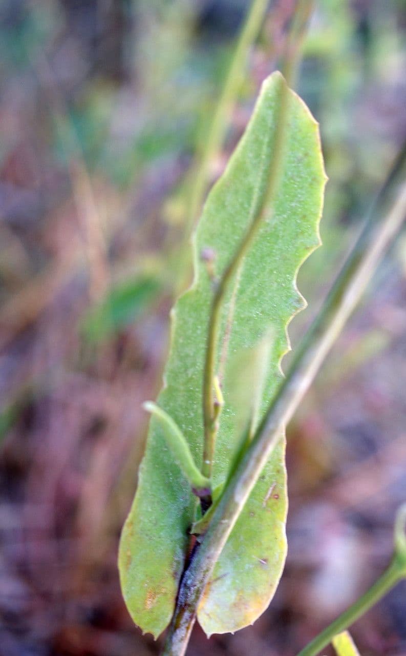 Reichardia 7