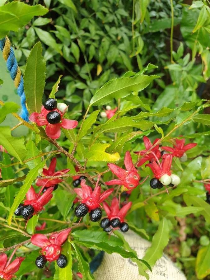 Ochna violacea 3