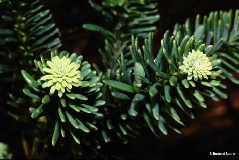 Podocarpus 7