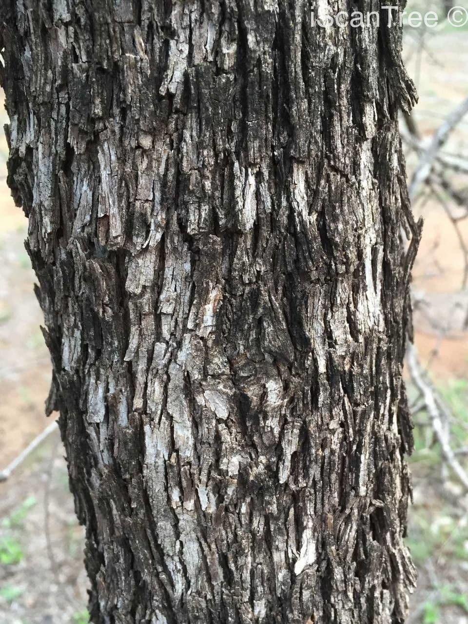 Combretum hereroense 21