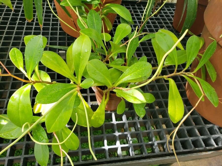 Peperomia 2