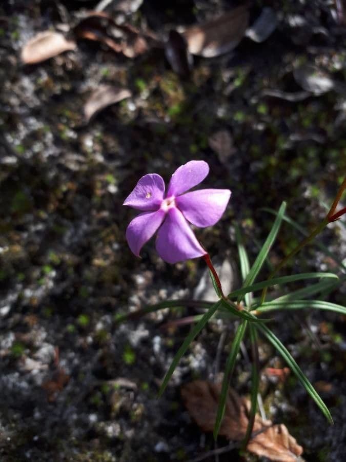 Mandevilla 2