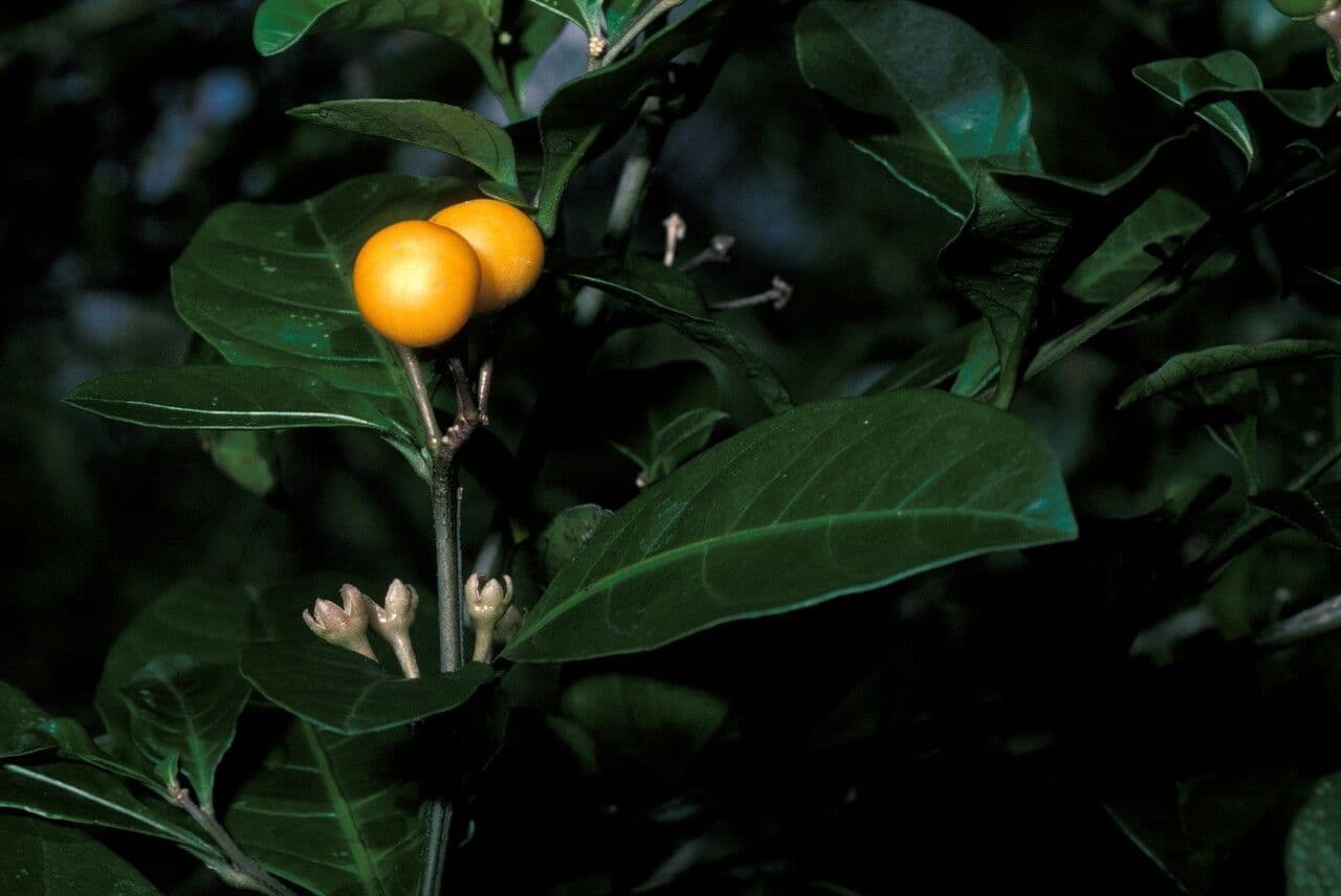 Solano de dos hojas 8