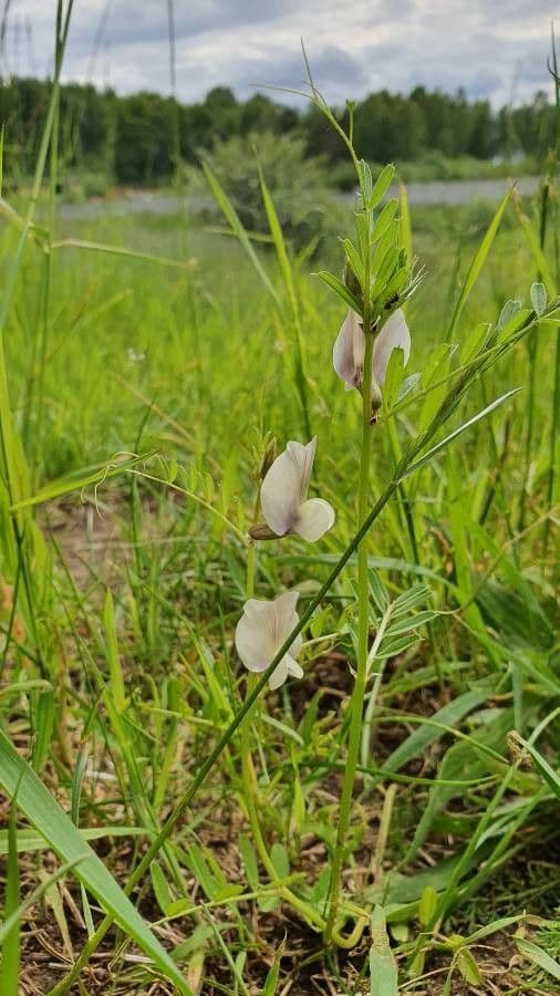 Vesce à grandes fleurs 11