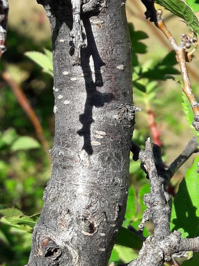 Susino brigantino 21