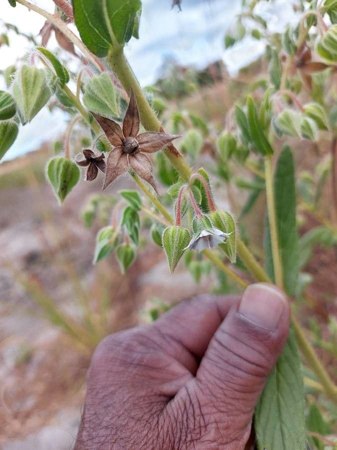 Trichodesma 2