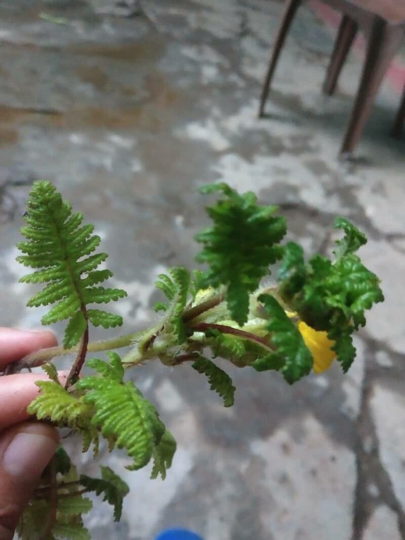 Aureolaria pectinata 15