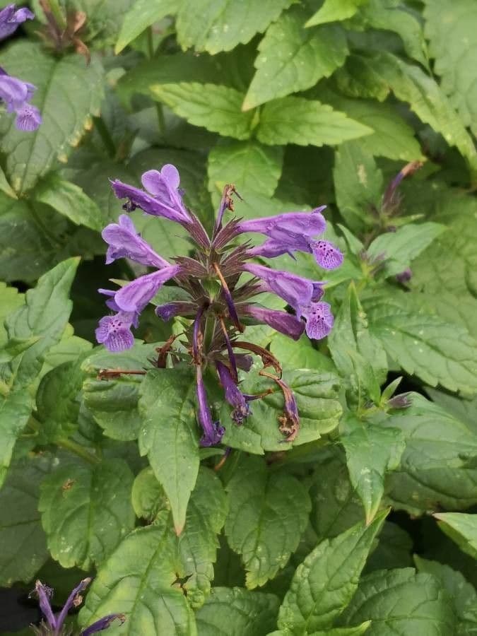 Erba gatta