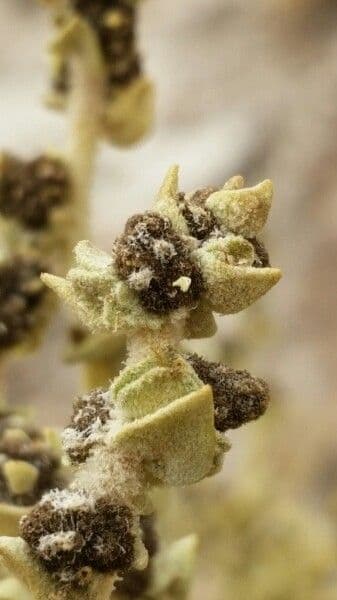 Atriplice imbricata 2