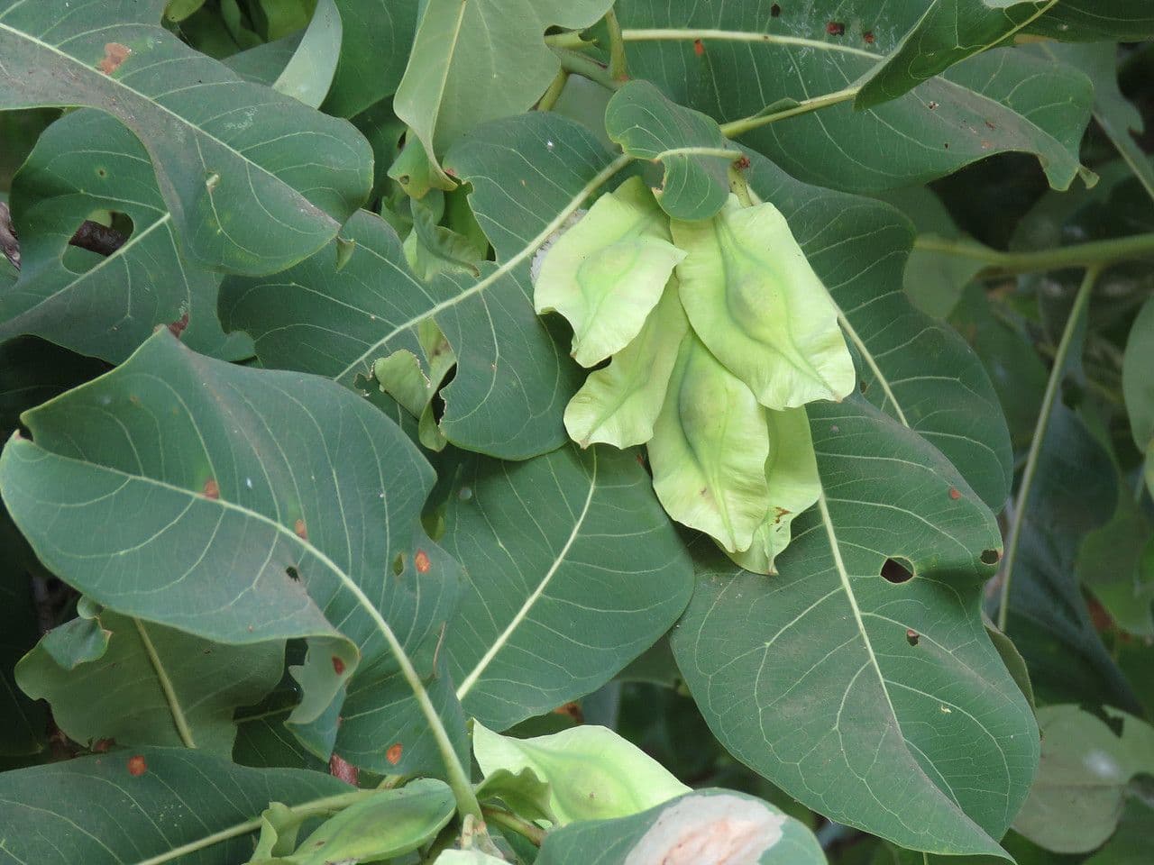 Terminalia