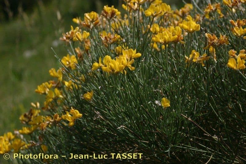 Ginestra radiata 26